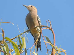 Backyard Birds Of Arizona Desert Pin On Backyard Birds Of Phoenix Arizona