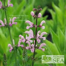 Image result for Salvia pratensis `Rose Rhapsody