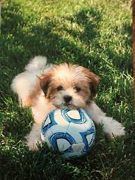 Schicon Puppy Playing Soccer Cute Dogs Cute Animal Pictures Puppies