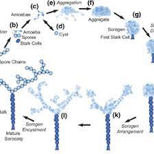 Life Cycle Of Copromyxa Protea Modified From Brown Et Al 2011 A Download Scientific Diagram