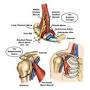 TOS anatomy from tos.wustl.edu