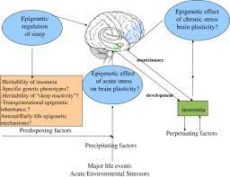 The Genetics Of Insomnia Evidence For Epigenetic Mechanisms Sciencedirect