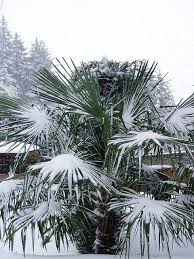 The Daily Apple Apple 304 Palm Trees Cold Hardy Palm Trees Palm Trees Yucca Plant