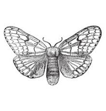 They have bright green wings and white, fuzzy bodies. Gypsy Moth Vector Images 70