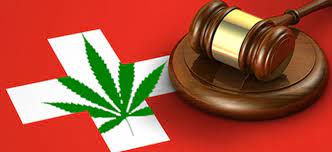 Cbd schweiz ist cbd öl in der schweiz wirklich legal? Schweiz Cannabis Gesetz Zamnesia Blog