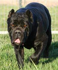 Cane Corso Breeder Ohio Cane Corso Mastiff Puppies Cane Corso Dog
