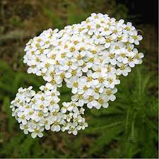 Medicinal Uses For Yarrow The Homestead Herb Amy K Fewell