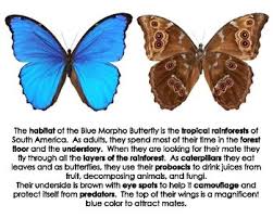 Here we show that the iridescent scales of the morpho sulkowskyi butterfly give a different optical response to different individual vapours, and that this optical. Morpho Butterfly Worksheets Teaching Resources Tpt