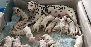 Vet Says Dalmatian Is Going To Have 3 Puppies She Has A Record Breaking Litter Of 18