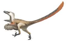 Find out what dinosaurs ate, how they may delve into these fast facts about dinosaurs for kids of all ages. Velociraptor Wikipedia