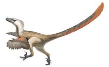 Check spelling or type a new query. Velociraptor Wikipedia