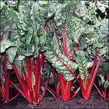 Rhubarb Red Swiss Chard Vegetable Garden Planning Swiss Chard Organic Seeds