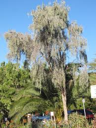 Advice you can trust on everything you love to know. Ufei Selectree A Tree Selection Guide