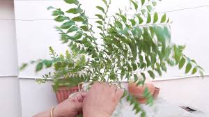 Propagating curry plant cuttings allows you to harvest the leaves. How To Grow Curry Leaves Plant By Cutting Kadi Patta From Cutting 8 June 2017 Youtube