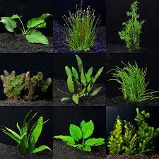 Water wisteria is a species of freshwater plant native to the indian subcontinent. Aquarium Plant Pack Standard Aquatic Plants For Freshwater Aquariums