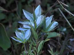 Image result for Swertia pleurogynoides