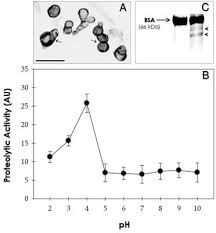 Looking for online definition of fonsecaea in the medical dictionary? Frontiers Fonsecaea Pedrosoi Sclerotic Cells Secretion Of Aspartic Type Peptidase And Susceptibility To Peptidase Inhibitors Microbiology