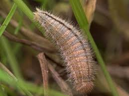 Black And White Spotted Caterpillar Uk Ringlet Caterpillar Ringlet Butterfly Photos Brown Butterflies