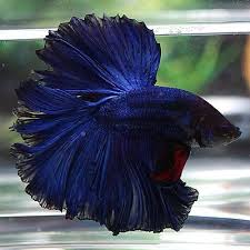 Their bodies are thinner in size, and. Black Blue Betta Fish Fish Pet Betta