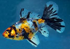 The Bristol Shubunkin A National Treasure Features Practical Fishkeeping Shubunkin Goldfish Goldfish Common Goldfish