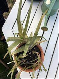 Aloevera hakkında bilinen en yanlış bilgilerden biri suyu sevmediğidir. Solmus Aloe Vera Bitkisi Nasil Canlanir