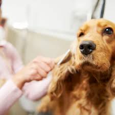 Taking your dog or cat to a professional groomer can be a traumatic. Skills Of Successful Dog Groomers