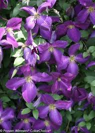 There are a number of vines that bear purple blooms ranging some varieties of wisteria are considered invasive, so check local restrictions before planting. Grow Clematis How To Plant Care For The Queen Of Vines Garden Design
