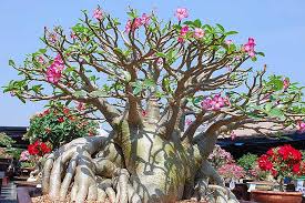 We did not find results for: Usda Plant Hardiness Zones Have Changed What You Need To Know