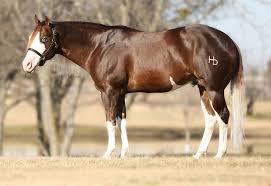 INFERNO SIXTY SIX - IN FOAL PARTNERS QUARTER HORSE STALLIONS