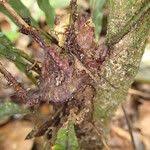 Image result for Lomariopsis guineensis