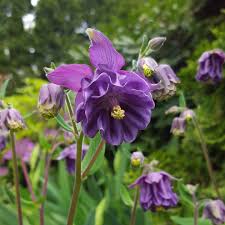 Image result for Aquilegia pompom mix