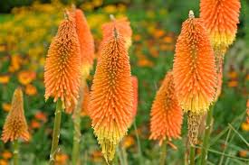 Image result for Kniphofia princeae