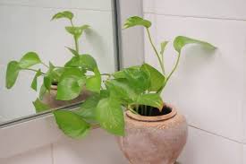 What should the temperature be to water a devils ivy plant? Pothos Devil S Ivy Epipremnum Aureum How To Grow And Care Florgeous