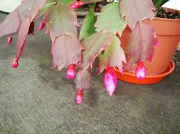 When the cutting is ready to be planted, you need a mixture of moistened moss and soil. Christmas Cactus Thanksgiving Cactus Schlumbergera Buckleyi Guide Our House Plants