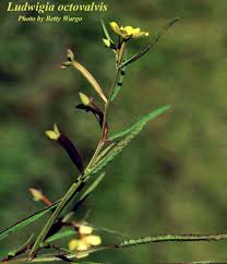 Image result for Ludwigia octovalvis
