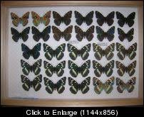 Image result for Limenitis populi