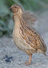 يقال أن تسمية الطائر بـ (الصفرد) جاءت نسبة إلى صوت الصفير المميز الذي يصدره هذا الطائر الجميل، والذي يشبه نداء الهاتف عالي الحدة والمتقطع. Ø·Ø§Ø¦Ø± Ø§Ù„ÙØ±ÙŠ Ø§Ù„Ù…Ø±ÙŠØ¹ÙŠ Ø§Ù„Ø³Ù…Ø§Ù† Ù…Ø¹Ù„ÙˆÙ…Ø§Øª ÙˆØµÙˆØ± Ø§Ù„Ø¨Ø±ÙŠØ©