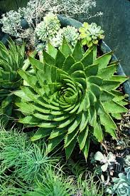 Image result for Aloe plowesii