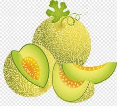 Teknik pemangkasan pada tanaman melon. Cantaloupe Melon Illustration Green Melon Natural Foods Food Green Apple Png Pngwing