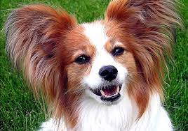 Examples of papillon in a sentence. Hunderassen Papillon Schmetterlingshundchen Kontinentaler Zwergspaniel