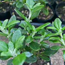 Image result for Rhagodia