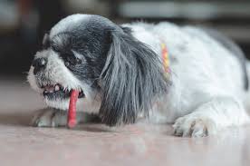 Americanlisted has classifieds in joplin, missouri for dogs and cats. Is Your Shih Tzu Eating Poop How To Stop It Shihtzuandyou Com