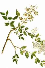 Image result for Lawsonia