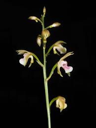 Image result for Eulophia sp. nov.
