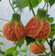 Image result for Abutilon grantii