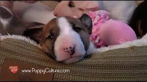 Review of jane killion's puppy culture: Why We Made The Film Puppy Culture Youtube