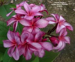 Razzle Dazzle Very New Lavender Purple Plumeria And Truly Unique The Twisty Petals Are Pretty Cool Too Plumeria Flowers Plumeria Beautiful Flowers