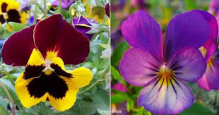 Viola flower care is very easy once the plant is established. Growing Pansies How To Care For Pansy And Viola Flowers