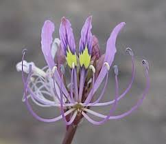 Image result for Cleome monophylloides