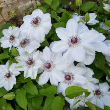 Die clematis 'miss bateman' (waldrebe) ist eine echte erscheinung. Clematis Miss Bateman Clematis Miss Bateman Uploaded By Urshy63